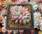Echeveria 'Pink Spot' 1"-2" Succulent Plant
