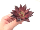 Echeveria Agavoides 'Luming' 2"-3" Succulent Plant