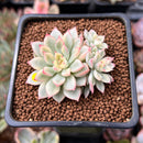 Echeveria 'Mebina' Variegated 2" Succulent Plant