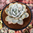 Echeveria 'Laui' 4" Powdery Succulent Plant