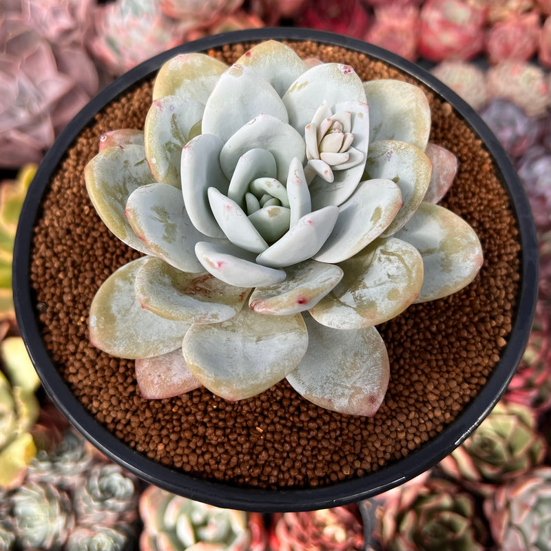 echeveria laui succulent Echeveria 'Laui' 4" Powdery Succulent Plant