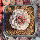 Echeveria 'Red Velvet' 2" Succulent Plant