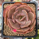 Echeveria 'Sunshine' New Hybrid 2" Succulent Plant