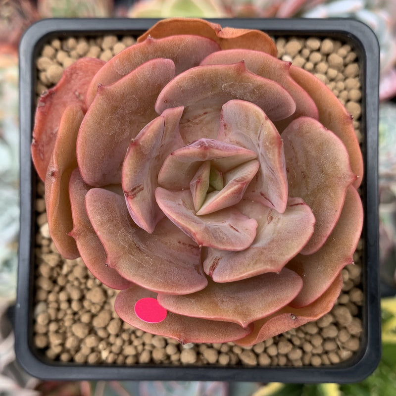 sunshine and succulents Echeveria 'Sunshine' New Hybrid 2" Succulent Plant