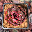 Echeveria Hybrid sp. 2" Air Magic Hybrid Succulent Plant