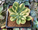Echeveria 'Bob Jolly' Variegated 2" Succulent Plant