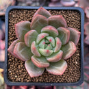 Echeveria 'White Champaign' 2" Succulent Plant