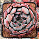 Echeveria 'Starmark' 4" Succulent Plant