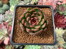 Echeveria Agavoides 'Rosa Pink' 2" Succulent Plant