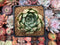 Echeveria Agavoides 'Strictiflora' Hybrid 3" Succulent Plant