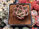 Echeveria Agavoides 'Padma' 2" Succulent Plant