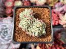 Echeveria 'Pisaro' Crested 2" Succulent Plant