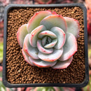 Echeveria 'Brinks Blue' 2" Powdery Succulent Plant