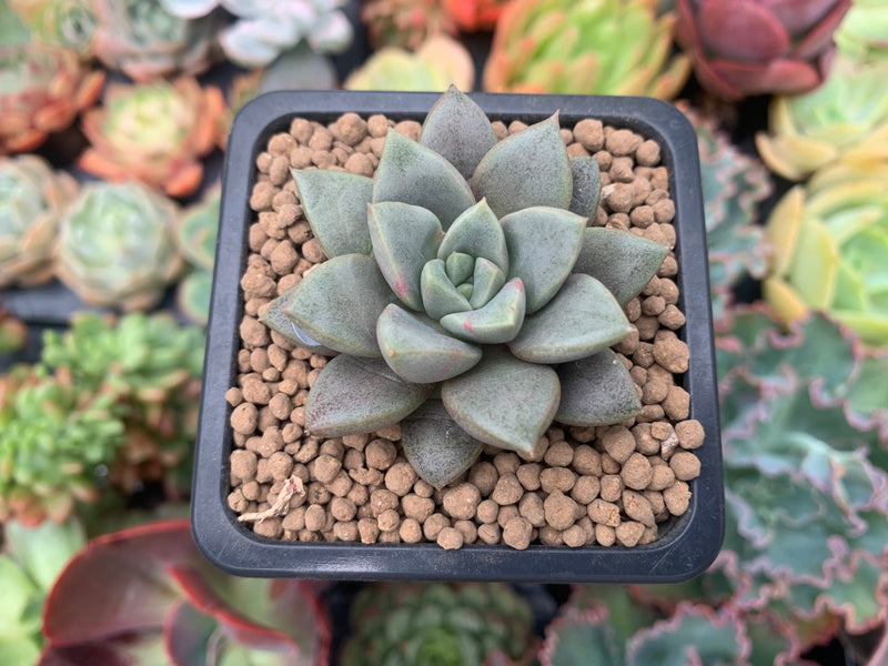 summer succulent plants Echeveria 'Summer' 1" Succulent Plant – True Succulents Plant Co