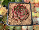 Echeveria Agavoides 'Polar Rose' 2"-3" Succulent Plant