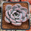 Echeveria 'Hayul' 2" Succulent Plant