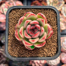 Echeveria Agavoides 'Mont Blanc' 1" Succulent Plant