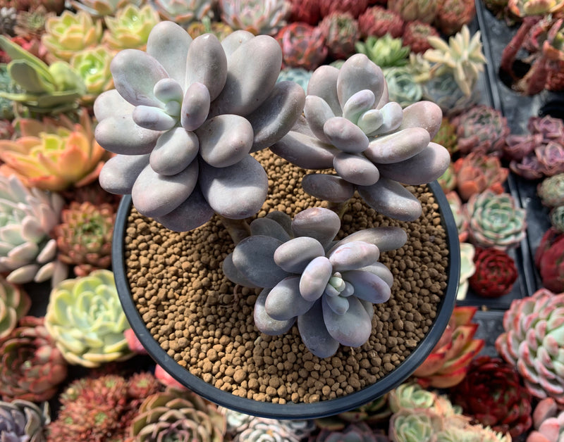 succulent pachyphytum oviferum Pachyphytum Oviferum 'Moon Stone' 4" Cluster Succulent Plant