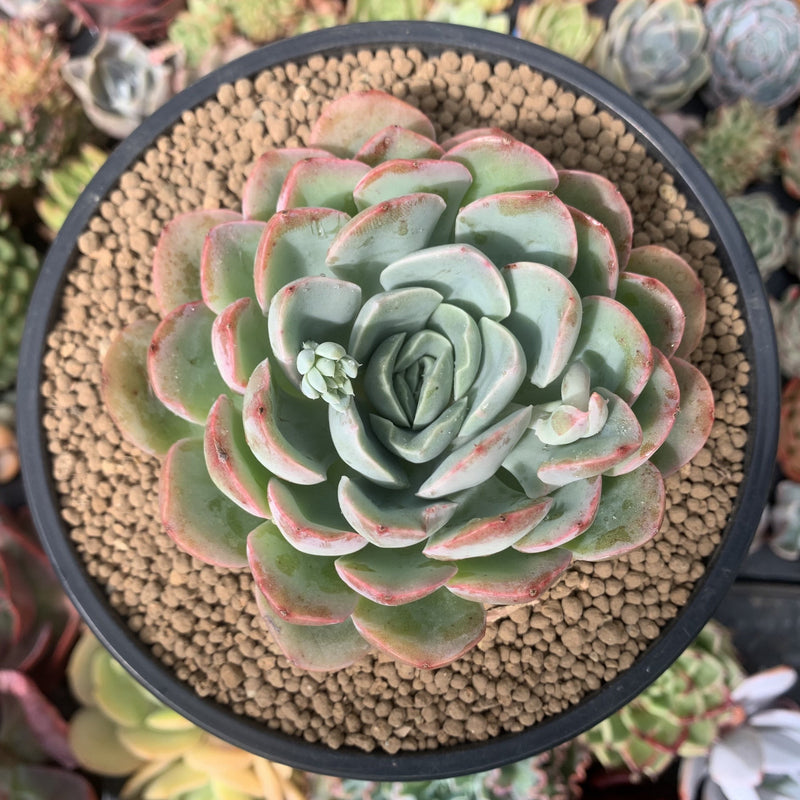 mona lisa succulent Echeveria 'Mona Lisa' 4" Succulent Plant – True Succulents Plant Co