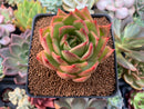 Echeveria Agavoides 'April' 3" Succulent Plant