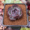 Echeveria 'Dark Opal' 1" Succulent Plant