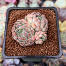 Echeveria 'Charming Blue' 1"-2" Succulent Plant