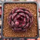 Echeveria 'Graphite' 1" New Hybrid Succulent Plant