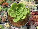 Aeonium 'Lily Pad' 3"-4" Cluster Succulent Plant