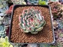 Echeveria 'Chihuahuaensis' 2" Succulent Plant