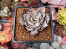 Echeveria 'Strictiflora' 2" Succulent Plant