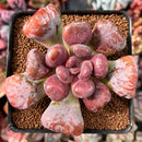 Echeveria 'Pagoda' 2-3" Succulent Plant
