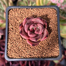 Echeveria Agavoides 'Red Ebony' 1" Succulent Plant