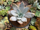 Echeveria 'White Lotus' 4" Powdery Succulent Plant