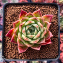 Echeveria Agavoides 'Elizabeth' 2"-3" Succulent Plant