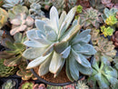 Echeveria 'Cream Sun' 5" (Not E. Ivory) Powdery Succulent Plant