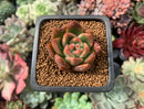 Echeveria Agavoides 'Lucy' 1" Succulent Plant
