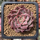 Echeveria sp. 1" Succulent Plant