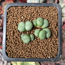 Conophytum sp. 1" Succulent Plant