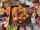 Echeveria Agavoides 'Phoenix' 2" Succulent Plant