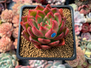 Echeveria Agavoides 'Prolifera' 3" Succulent Plant