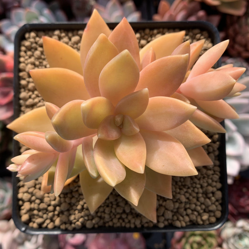 succulent graptosedum Graptosedum 'California Sunset' 3" Cutting Succulent Plant – True Succulents Plant Co