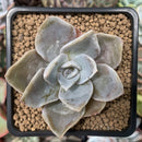 Echeveria 'Bambino 2" Succulent Plant