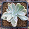 Echeveria 'Berkley Light' Variegated 2” Succulent Plant