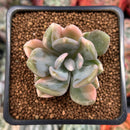 Pachyveria 'Pachyphytoides' Variegated 2" Succulent Plant