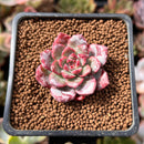 Echeveria 'Boa' 1" New Hybrid Succulent Plant