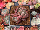Echeveria Agavoides 'Magic Plot' 2" Cluster Succulent Plant