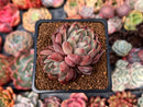 Echeveria Agavoides 'Magic Plot' 2" Cluster Succulent Plant
