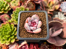 Echeveria 'Trumso' 1" Small Succulent Plant