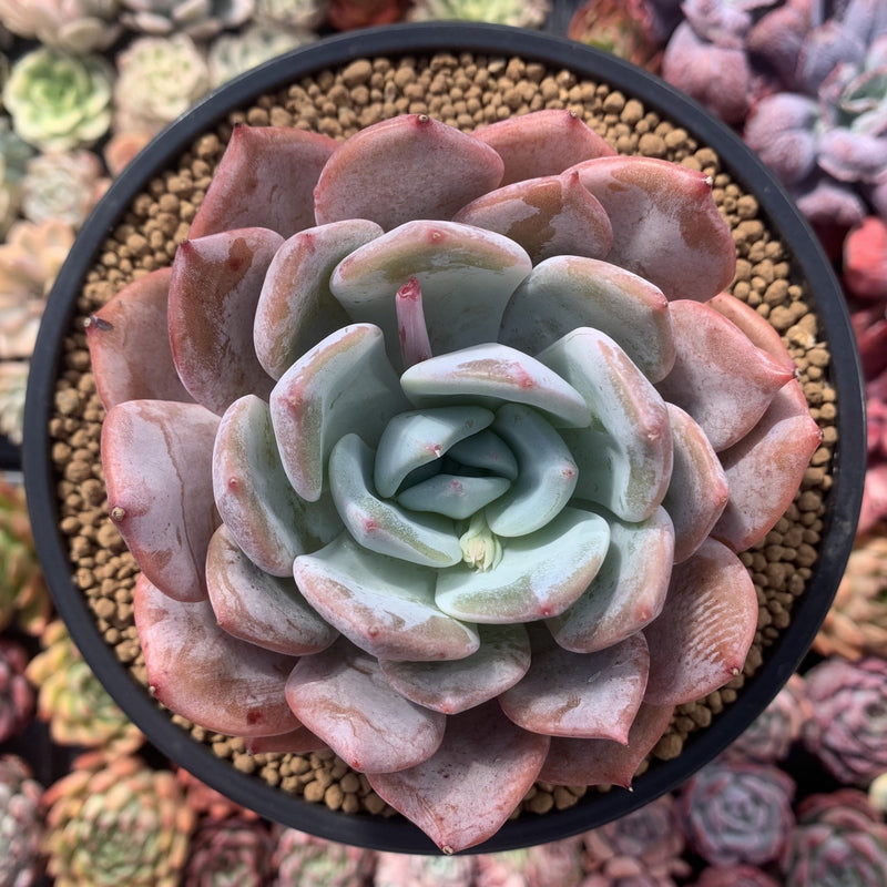 Echeveria 'Giant Purple' 4