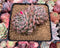 Echeveria 'Moiré' 3-4" Cluster Powdery Succulent Plant